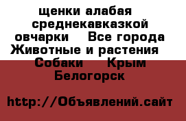 щенки алабая ( среднекавказкой овчарки) - Все города Животные и растения » Собаки   . Крым,Белогорск